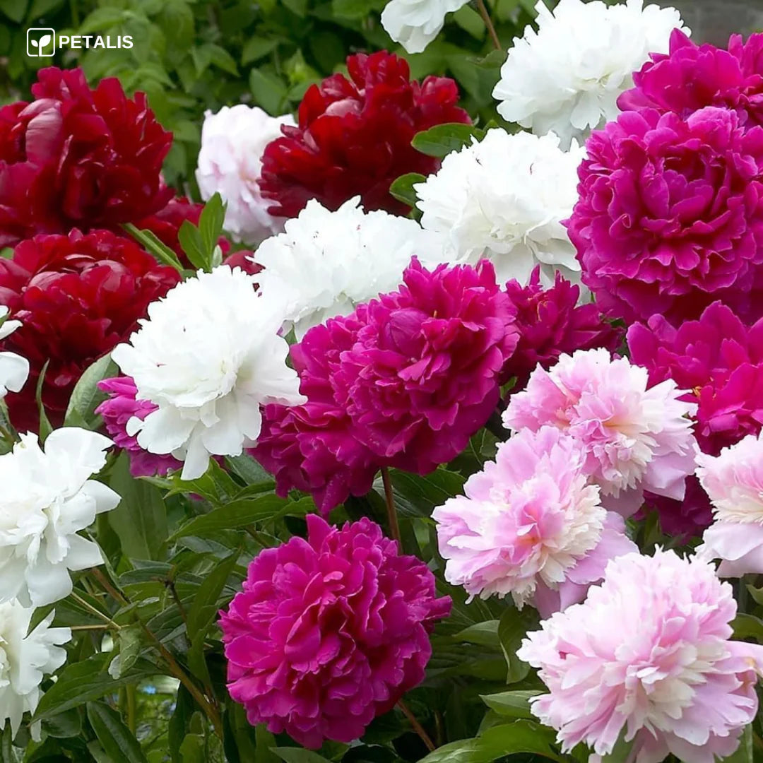 SEMILLAS ORGÁNICAS FLORALES DE EUSTOMA - PETALIS™ (400 SEMILLAS)